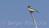 Video of Woodchat Shrike - Woodchat Shrike hunting near to the nest